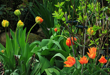 orange Papageientulpe_gelb orange gefüllte Tulpe daneben_640.webp