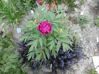 P1030837.webp