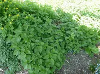 P1030766.webp