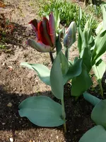 P1010486.webp