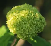 Schneeball 140415.webp