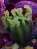 Tulpe Stempel.webp