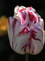 Tulpe Vanille mit_.webp