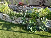 1296 zucchini-staude.webp