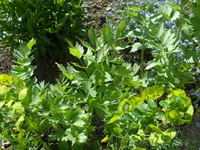 SAM_3520.webp