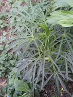 241.webp