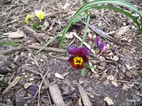 100_1363.webp