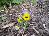 100_1364.webp