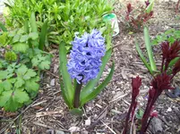100_1365.webp