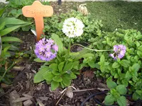 100_1375.webp