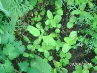 Sonnenblumen.webp