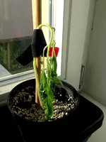 Tomatenkrank - zuviel Sonne Foto.webp