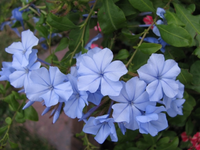 Plumbago.webp