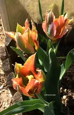 Tulpen.webp