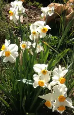 Narzissen.webp