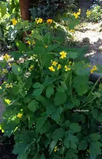 Schöllkraut.webp
