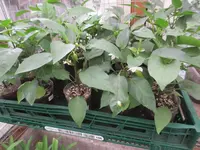 K1600_IMG_0232.webp