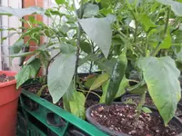 K1600_IMG_0233.webp