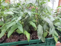 K1600_IMG_0234.webp