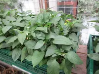 K1600_IMG_0236.webp