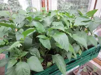 K1600_IMG_0237.webp