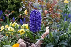 SAM_3684.webp
