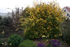 SAM_3687.webp