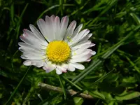 Gänseblümchen_0033.webp