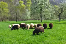 2014_0413Frühling0015.webp