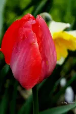 _T7.webp