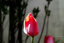 _T1.webp
