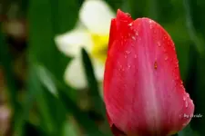 _T2.webp