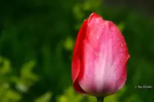 _T3.webp