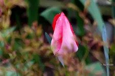 _T4.webp