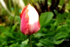 _T5.webp