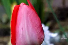_T6.webp