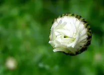 Copy of September 2010 566 v.webp