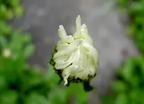 Copy of September 2010 567v.webp