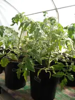 DSCF7709.webp