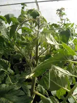 DSCF7710.webp