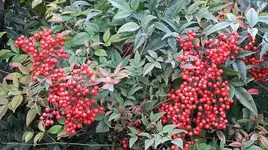 034.webp