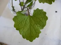 Pflanze 2, Blatt.webp