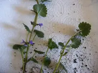 Pflanze 1 Blatt und Blüte.webp