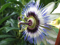 passionsblume caerulea.webp