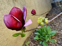 DSC01014.webp