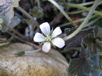 geranium sanne.webp