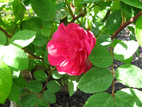Delbardrose Dauerblüher.webp