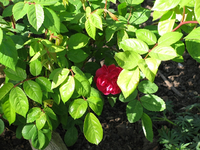 Delbardrose Blüte.webp