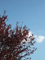 Blutpflaume.webp