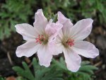 erodium winterhart.jpg